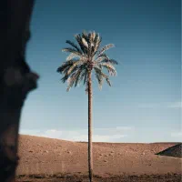 اجاره-زمین-کشاورزی-برقی-لب-جاده-بعد-از-شمس-اباد