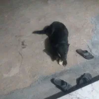سگ نگهبان