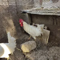 خروس قوربونی سفید