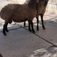 گوسفند زنده مغان|حیوانات مزرعه|بهارستان, |دیوار