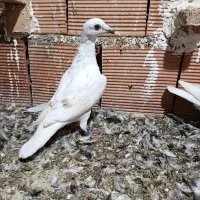 سار اوقون ماده،تکپر