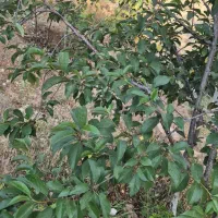 خواهان موتور برق ۵کیلو وات
