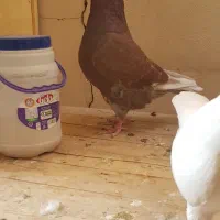 کبوترنر زرد دم سرور کاکلی چاقچول،نروماده کینگشاهی|پرنده|قم, باجک یک|دیوار