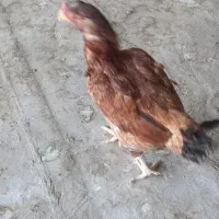 جوجه لاری و مرغ لاری