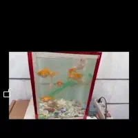 ماهی اکواریومی قرمز و درشت 3ساله غذاخور توافقی|ماهی|بروجرد, |دیوار