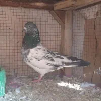 کفتر کله دم سبز نر پرشی