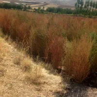 جارو|جاروبرقی، جارو شارژی، بخارشو|کنگاور, |دیوار
