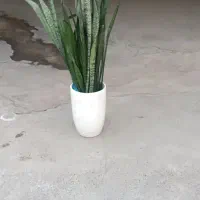 گل شمشیری|گل و گیاه طبیعی|بیستون, |دیوار