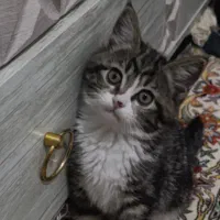 واگذاری بچه گربه نژاد DLH نر