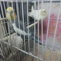 عروس هلندی مولد