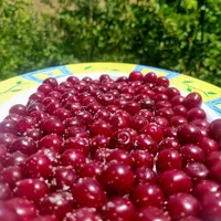 توردورهمی باغ چله گاه جاده سپیدان یاسوج3مرداد|تور و چارتر|شیراز, گلدشت معالی‌آباد|دیوار