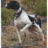 فروش سگ شکاری پوینتر انگلیس اصیل