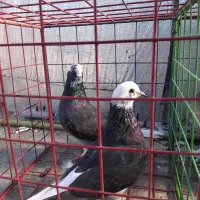 کبوتر|پرنده|فاضل آباد, |دیوار