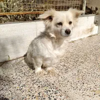 اشپیتز پامر .شیتزو سوپر فلت .آموزش دیده|سگ|کرمان, |دیوار