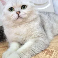 گربه های نر برای جفتگیری|گربه|تبریز, |دیوار