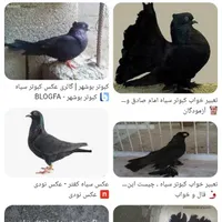 گمشده کبوتر سیاه