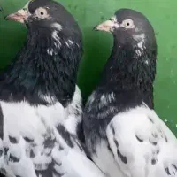 پاکستانی درجه یک|پرنده|میناب, |دیوار