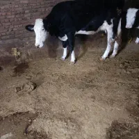 تلیسه سیمنتال ..|حیوانات مزرعه|نظر کهریزی, |دیوار