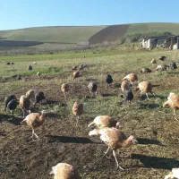 بوقلمون طبیعی|حیوانات مزرعه|بیله سوار, |دیوار