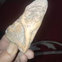 نمادمارکبری