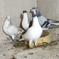 کفتر رنگه|پرنده|مشهد, فرودگاه|دیوار