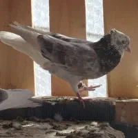 کبوتر|پرنده|ایذه, |دیوار