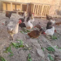 مرغ تخم گذار