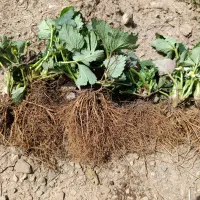 فروش نهال توت فرنگی به صورت ریشه لخت|خدمات باغبانی و درختکاری|اندیمشک, |دیوار