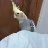 عروس هلندی سخنگو