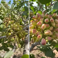 باغت سرمایته با فروتست نجاتش بده