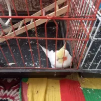 جفت پرنده عروس درخمام|پرنده|رشت, گلسار|دیوار