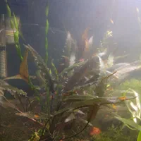 میگو و گیاه آکواریوم شریمپ گیاه کریپتون گندمی|ماهی|شیراز, شهرک جماران|دیوار