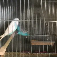 جفت مرغ عشق انگلیسی رنگ خاص