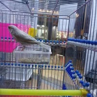 قناری ماده آماده|پرنده|بهبهان, |دیوار