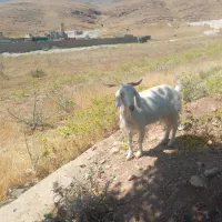 انواع بز شیروار درجه یک