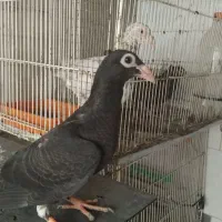 زاغ نسل سار