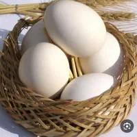 تخم مرغ محلی در قلعه تل