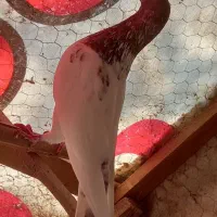 کبوتر پرشی|پرنده|رشت, یخسازی|دیوار