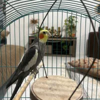 عروس هلندی با قفس
