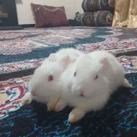 خرگوش زیبا نژاد لوپ