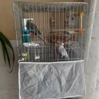 عروس هلندی و طوطی برزیلی با قفس|پرنده|یزد, |دیوار