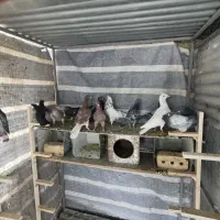 کبوتر پلاکی سبز و سرور کوهی|پرنده|شیراز, دشت چنار|دیوار