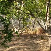 فروش باغچه ۵۵۰متری|فروش زمین و ملک کلنگی|سیدان, |دیوار