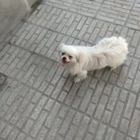 فروش سگ پاکوتاه ماده