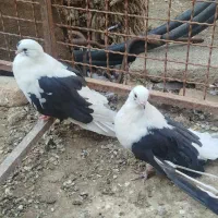 تعدادی کبوتر‌