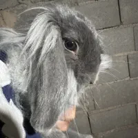 خرگوش لوپ نر|موش و خرگوش|پیشوا, |دیوار