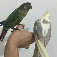 طوطی با هم