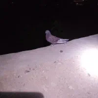 کلدم