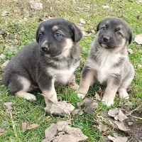 واگذاری توله سگ ژرمن