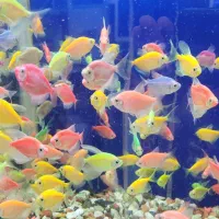 بار جدید ماهی گیاه خوار خارجی